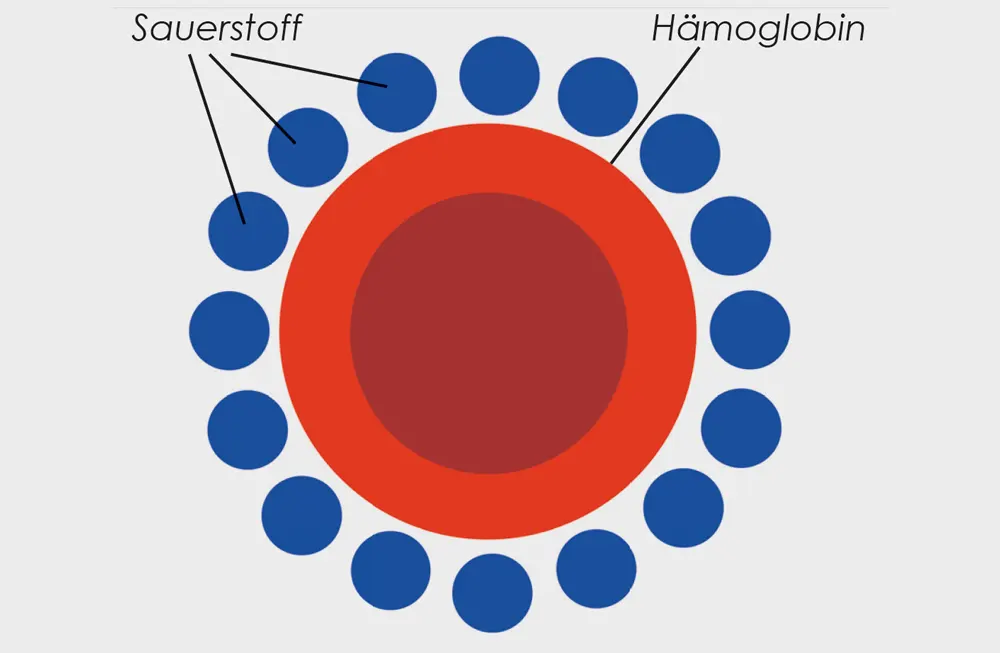 Haemoglobinmolekuel als Sauerstofftransporter